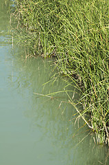 Image showing Cane in River