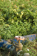 Image showing Irrigation system in tomato plantation