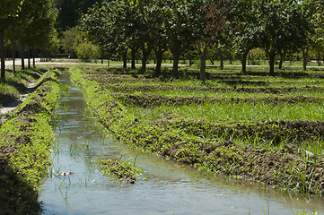 Image showing Watering orchard