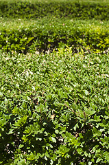 Image showing Green background of garden shrubs