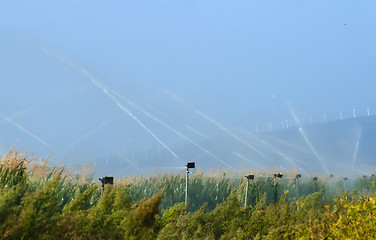 Image showing Watering the corn plantation