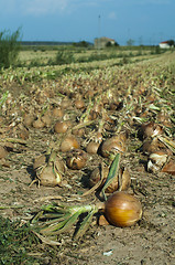 Image showing Onions plantation