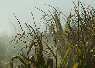 Image showing Watering the corn plantation