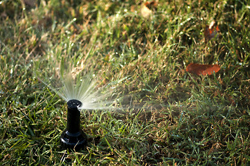 Image showing Watering the garden 