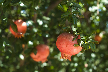 Image showing Pomegranate on a tree branch