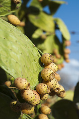 Image showing Cactus fruits