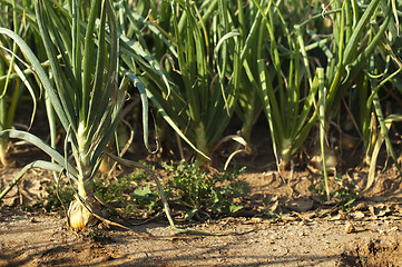 Image showing Onions plantation