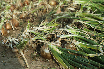 Image showing Onions plantation