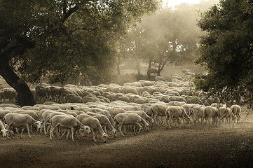 Image showing Sheep herd