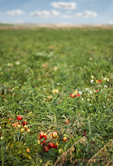 Image showing Tomato plantation