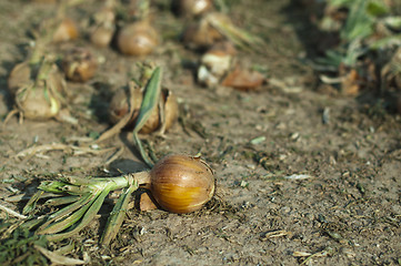 Image showing Onions plantation