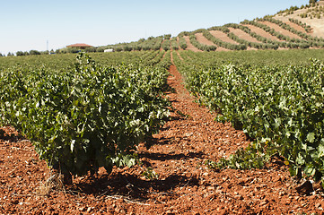 Image showing Vineyards