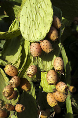 Image showing Cactus fruits