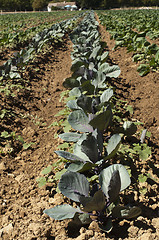 Image showing Plantation with cabbage