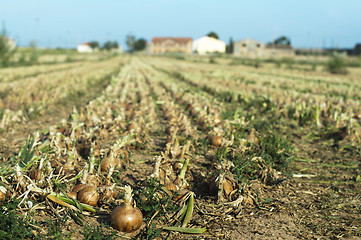 Image showing Onions plantation