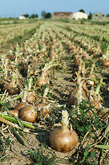 Image showing Onions plantation