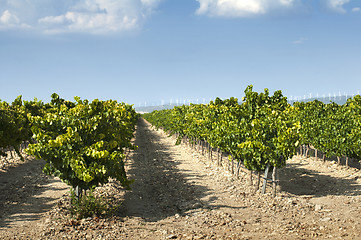 Image showing Vineyards