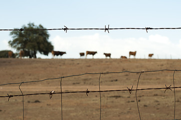 Image showing Animals on a farm surrounded by barbed wire