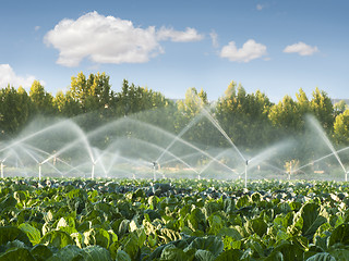 Image showing Irrigation systems in a vegetable garden