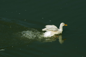 Image showing Ducks in the river and reeds