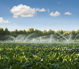 Image showing Irrigation systems in a vegetable garden