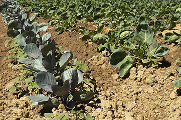 Image showing Plantation with cabbage