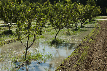 Image showing Watering orchard