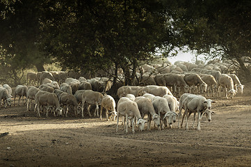 Image showing Sheep herd