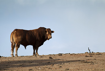 Image showing Bull in Farm