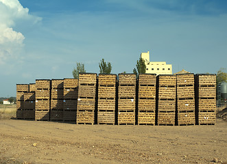 Image showing Crates of onions 