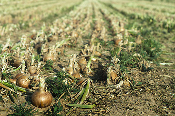 Image showing Onions plantation