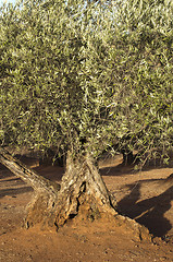 Image showing Olive trees at sunset 