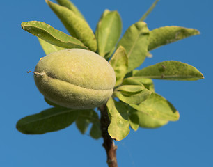 Image showing Branch of almond tree