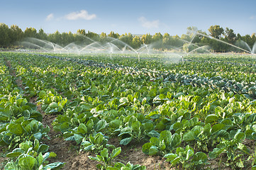 Image showing Irrigation systems in a vegetable garden