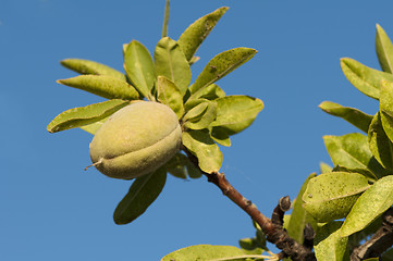 Image showing Branch of almond tree