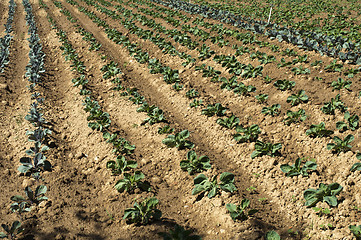 Image showing Plantation with cabbage