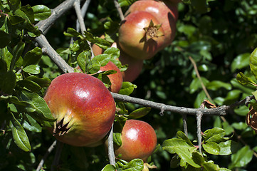 Image showing Pomegranate on a tree branch