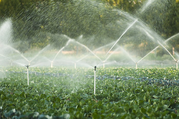 Image showing Irrigation systems in a vegetable garden