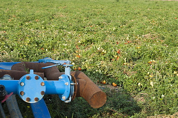 Image showing Irrigation system in tomato plantation