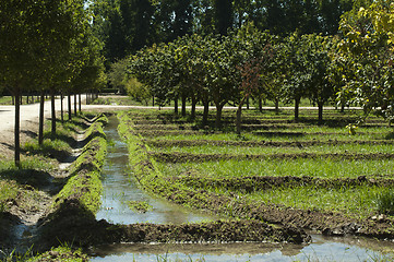 Image showing Watering orchard