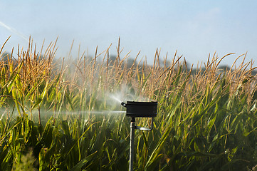 Image showing Watering the corn plantation