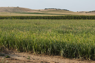 Image showing Onions plantation