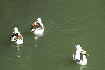 Image showing Ducks in the river and reeds