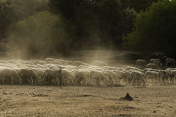 Image showing Sheep herd