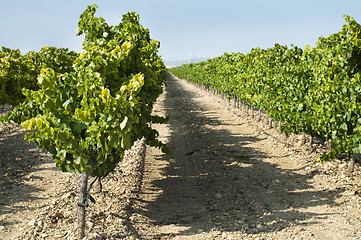 Image showing Vineyards