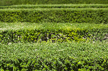 Image showing Green background of garden shrubs