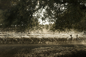 Image showing Sheep herd