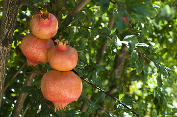 Image showing Pomegranate on a tree branch