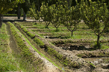 Image showing Watering orchard