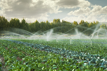 Image showing Irrigation systems in a vegetable garden